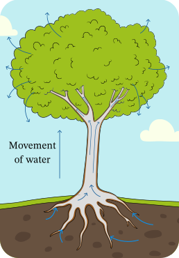 illustration of capillary action in tree