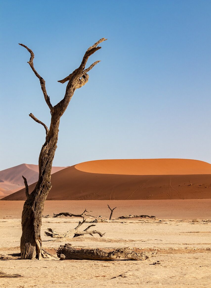 photo of dry tree in namibian desert and sand