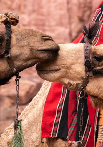 photo of two camels, petra, jordan