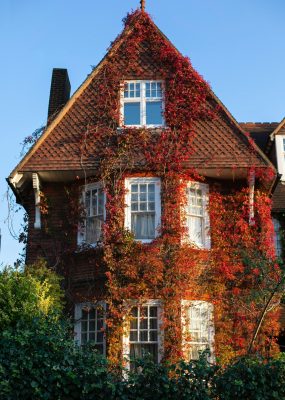 photo of period property with ivy growing